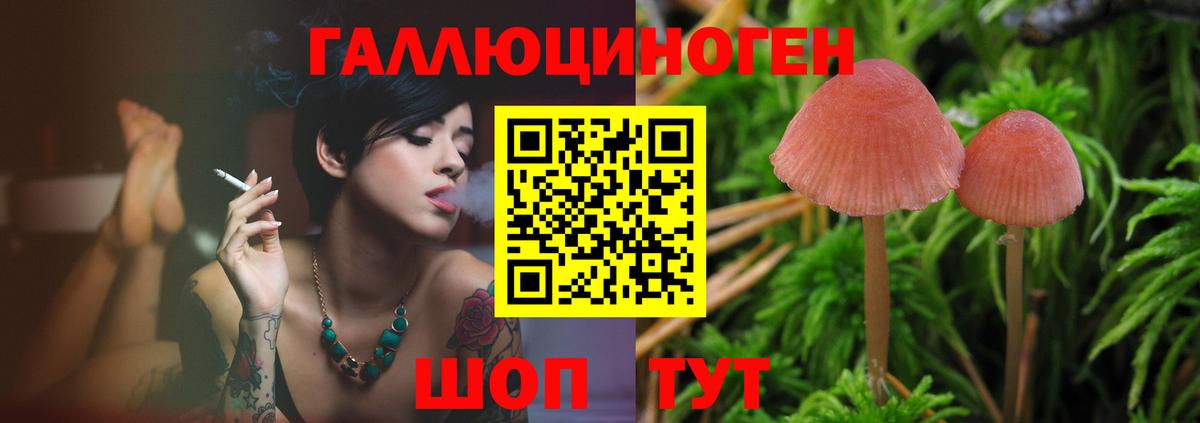 Галлюциногенные грибы Psilocybe Камень-на-Оби